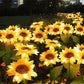 🌻 Luci Solari a Forma di Girasole per Giardino ✨☀️ - IP65 Impermeabili | 8-12h Autonomia | Ricarica Solare | Petali Realistici | Facile Installazione | 50% DI SCONTO