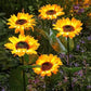 🌻 Luci Solari a Forma di Girasole per Giardino ✨☀️ - IP65 Impermeabili | 8-12h Autonomia | Ricarica Solare | Petali Realistici | Facile Installazione | 50% DI SCONTO