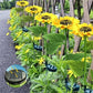🌻 Luci Solari a Forma di Girasole per Giardino ✨☀️ - IP65 Impermeabili | 8-12h Autonomia | Ricarica Solare | Petali Realistici | Facile Installazione | 50% DI SCONTO
