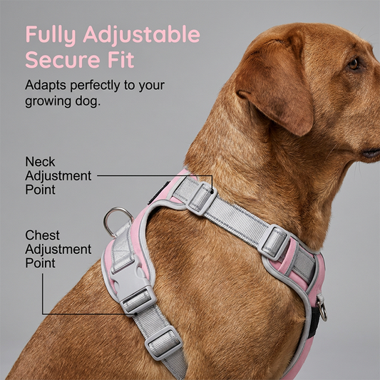 🐶 Pettorina Antitrazione per Cani | Mesh Traspirante 🌬️ | Cuciture Riflettenti 🌙 | Maniglia di Controllo ✋ | Chiusura Rapida e Regolabile XS-2XL 📏 | con Guinzaglio Imbottito 🐾