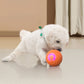 🐾⚽ Pallina Intelligente Auto-Rimbalzante per Cani e Gatti – Materiale PC+TPE Sicuro, Ricarica USB Type-C, Ø52mm – Riduce Ansia e Noia, 2 Colori 🐶🐱