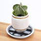 🌱 Rialzo Salvaradici per Vasi 💚 - Favorisce il Drenaggio | Mantiene i Pavimenti Asciutti | Protegge le Radici | Supporto Stabile | Interni ed Esterni | 12/14/20 cm 🌿
