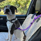 🐶Cintura di Sicurezza 2 in 1 per Cani con Gancio Poggiatesta ✨🚗 - Guinzaglio + Cintura | Clip 360° | Nylon Resistente | Lunghezza Regolabile | 9 Colori | 50% DI SCONTO