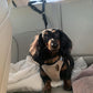🐶Cintura di Sicurezza 2 in 1 per Cani con Gancio Poggiatesta ✨🚗 - Guinzaglio + Cintura | Clip 360° | Nylon Resistente | Lunghezza Regolabile | 9 Colori | 50% DI SCONTO