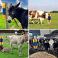 🐄🐎 Spazzola da Toelettatura & Massaggio per Bestiame – Setole Dense, Grattaschiena Murale, Ideale per Bovini, Cavalli, Pecore & Maiali 🌿✨