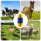 🐄🐎 Spazzola da Toelettatura & Massaggio per Bestiame – Setole Dense, Grattaschiena Murale, Ideale per Bovini, Cavalli, Pecore & Maiali 🌿✨