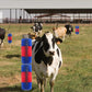 🐄🐎 Spazzola da Toelettatura & Massaggio per Bestiame – Setole Dense, Grattaschiena Murale, Ideale per Bovini, Cavalli, Pecore & Maiali 🌿✨