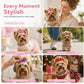 🎀 Mollettine con Fiocco per Cani e Gatti | Clip Delicate per Pelo e Acconciature 🐾 | Perfette per Foto, Feste e Uso Quotidiano 📸 | Set 10 Pezzi, Colori Misti 🎨