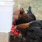 🐔 Abbeveratoio Automatico per Pollame, 10 Pezzi | Riempimento Automatico della Ciotola 💧 | Tazze Grandi per Polli, Anatre e Tacchini 🦆 | Materiale ABS Durevole, Senza Perdite 🛡️