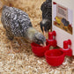 🐔 Abbeveratoio Automatico per Pollame, 10 Pezzi | Riempimento Automatico della Ciotola 💧 | Tazze Grandi per Polli, Anatre e Tacchini 🦆 | Materiale ABS Durevole, Senza Perdite 🛡️